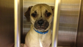 Rockin’ Zero – No Euthanasia