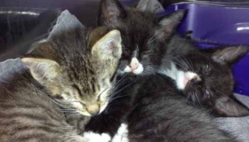 BARC’s Furry Fix