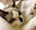 Top 10 Reasons to Spay/Neuter