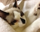 Top 10 Reasons to Spay/Neuter